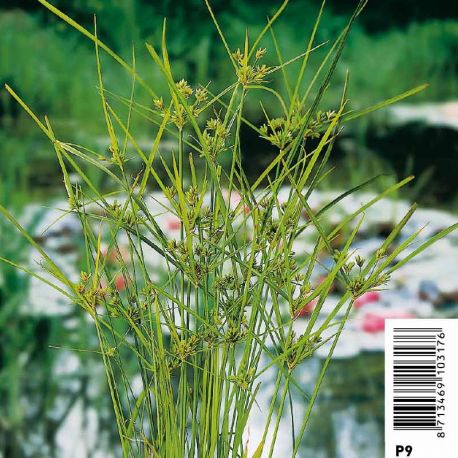 Cyperus alternifolius - Souchet ombrelle Plantes de bassin C 8,95 €