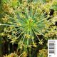 Cyperus haspan 'Viviparus' - Souchet 2,95 €