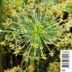 Cyperus haspan 'Viviparus' - Souchet Plantes de bassin C 2,95 €