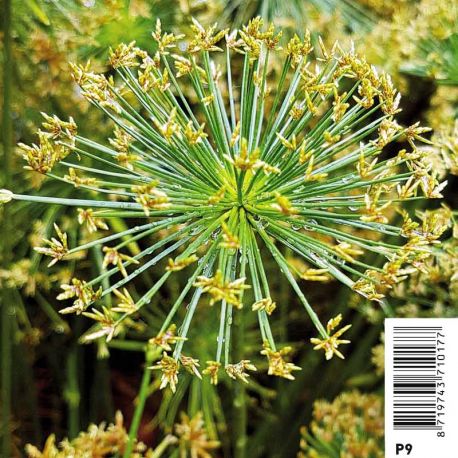 Cyperus haspan 'Viviparus' - Souchet Plantes de bassin C 2,95 €
