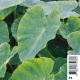 Colocasia esculenta - chou chine pot 18 x 18cm 12,00 €