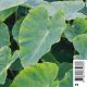 Colocasia esculenta - chou chine pot 18 x 18cm Plantes de bassin C 12,00 €
