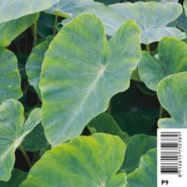 Colocasia esculenta - chou chine pot 18 x 18cm Plantes de bassin C 12,00 €