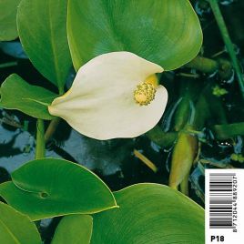 Calla palustris - Arome des marais