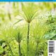 Cyperus Percamenthus pot 18 x 18cm Plantes de bassin C 12,95 €