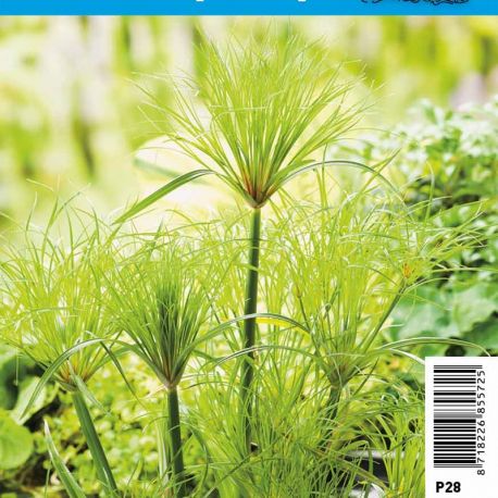 Cyperus Percamenthus pot 18 x 18cm Plantes de bassin C 12,95 €