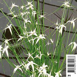 Dichromena (Rhynchospora) colorata - Danseuse étoile Plantes de bassin D 11,00 €