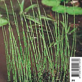 Equisetum fluviatilis - prêle des bourbiers