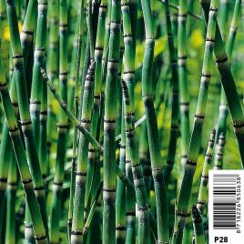 Equisetum japonicum - Prêle d'hiver, queue de cheval 3,95 €