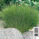 Eleocharis acicularis - Scirpe des marais 3,30 €