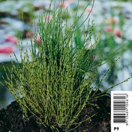 Equisetum scirpoides - Petit prêle 3,30 €