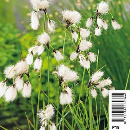 Eriophorum angustifolium - Linaigrette Plantes de bassin E 8,95 €