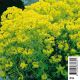 Euphorbia palustris - Euphorbe des marais 3,30 €