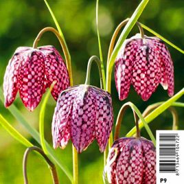 Fritillaria meleagris mix - fritillaire oeuf de pintade