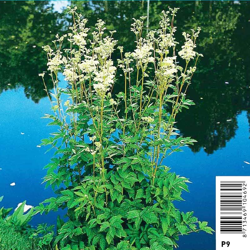 Reine des prés (Filipendula ulmaria) Herbothèque - Le jardin des vie-la-joie