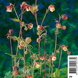 Geum rivale - benoite des ruisseaux 3,50 €