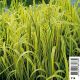 Glyceria maxima Variegata (Feuillage panaché) - Glycerie panachée