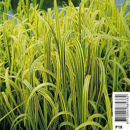 Glyceria maxima Variegata (Feuillage panaché) - Glycerie panachée 3,50 €