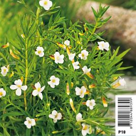 Gratiola officinalis - gratiole 3,50 €