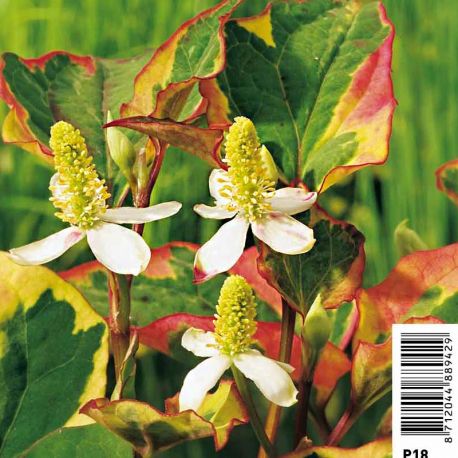 Houttuynia cordata Chameleon (Feuillage panaché) - Poivrier de Chine Plantes de bassin H 3,50 €
