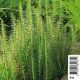 Hippuris vulgaris - peste d'eau Plantes de bassin H 3,50 €