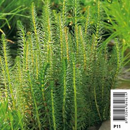 Hippuris vulgaris - peste d'eau Plantes de bassin H 3,50 €