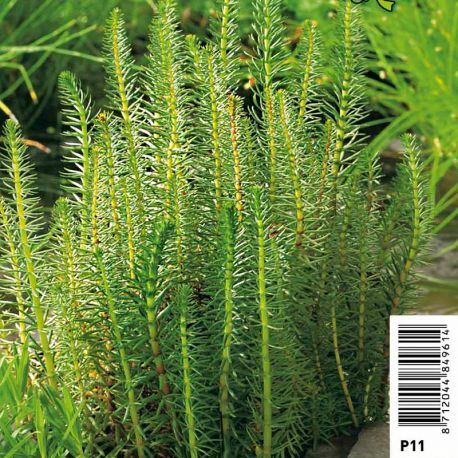 Hippuris vulgaris - peste d'eau Plantes de bassin H 3,50 €