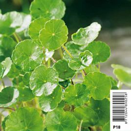 Hydrocotyle vulgaris - écuelle d'eau, nombril de Vénus aquatique Plantes de bassin H 3,30 €
