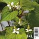Houttuynia cordata - Houttuynie Plantes de bassin H 8,95 €