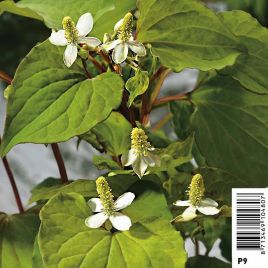 Houttuynia cordata - Houttuynie 3,30 €