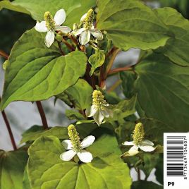 Houttuynia cordata - Houttuynie Plantes de bassin H 8,95 €