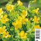 Hypericum elodes - Millepertuis Plantes de bassin H 3,30 €