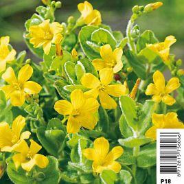 Hypericum elodes - Millepertuis Plantes de bassin H 3,30 €