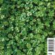 Hydrocotyle novae-zelandiae Plantes de bassin H 2,40 €