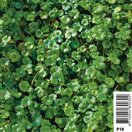 Hydrocotyle novae-zelandiae 2,40 €