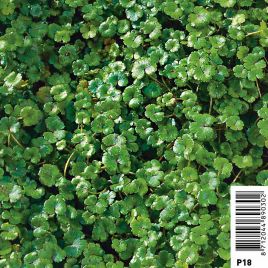 Hydrocotyle novae-zelandiae Plantes de bassin H 2,40 €