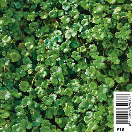 Hydrocotyle novae-zelandiae 2,40 €