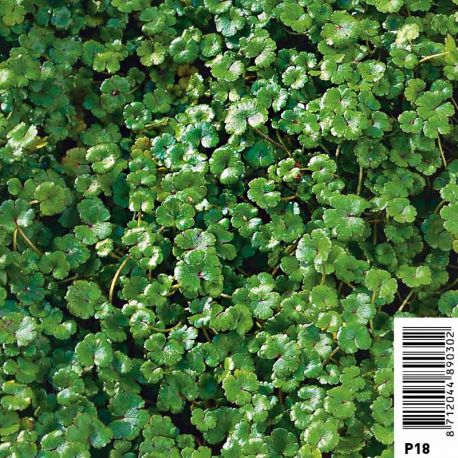 Hydrocotyle novae-zelandiae Plantes de bassin H 2,40 €