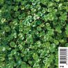 Hydrocotyle novae-zelandiae