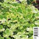 Hydrocotyle Sib Variegata - Bigarré écuelle d'eau Plantes de bassin H 2,40 €