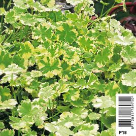 Hydrocotyle Sib Variegata - Bigarré écuelle d'eau Plantes de bassin H 2,40 €