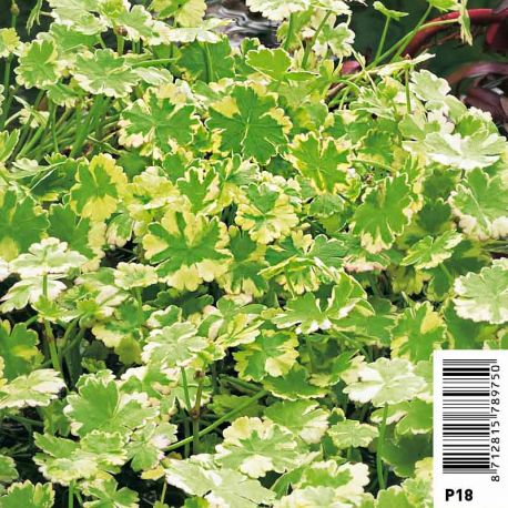 Hydrocotyle Sib Variegata - Bigarré écuelle d'eau Plantes de bassin H 2,40 €