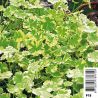Hydrocotyle Sib Variegata - Bigarré écuelle d'eau