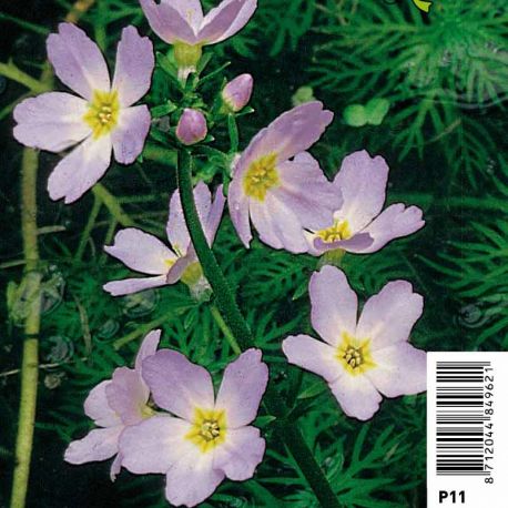 Hottonia Palustris - Millefeuille aquatique Plantes de bassin H 2,40 €