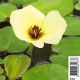 Hydrocleys nymphoides - Pavot aquatique Plantes de bassin H 2,40 €