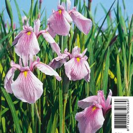 Iris laevigata Rose Queen - Lys des marais