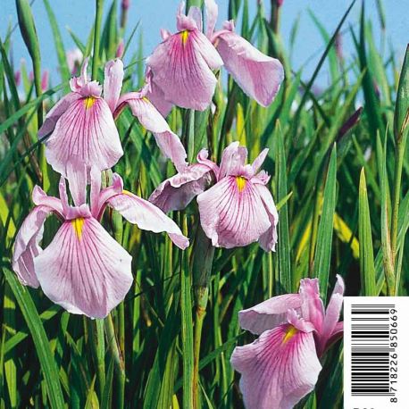 Iris laevigata Rose Queen - Lys des marais 3,50 €