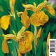 Iris pseudoacorus jaune -Lys des marais Plantes de bassin I 3,50 €