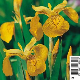 Iris pseudoacorus jaune -Lys des marais Plantes de bassin I 3,50 €