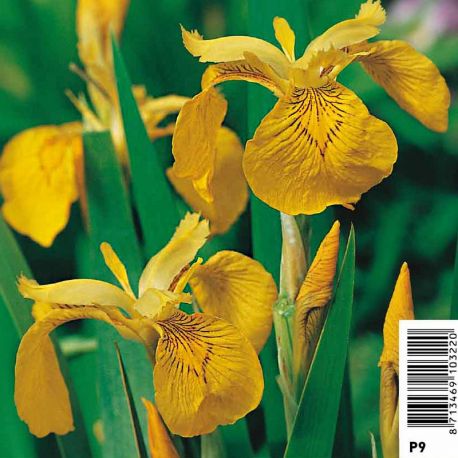 Iris pseudoacorus jaune -Lys des marais Plantes de bassin I 3,50 €